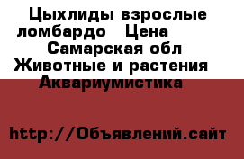 Цыхлиды взрослые ломбардо › Цена ­ 150 - Самарская обл. Животные и растения » Аквариумистика   
